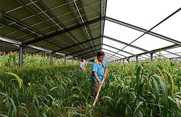 Julu County Agricultural Greenhouses 50 MW Photovoltaic Power Generation Project: Power Generation on the Shed and Planting Vegetables Under the Shed