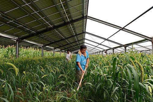 power-generation-on-the-shed-and-planting-vegetables-under-the-shed.jpg